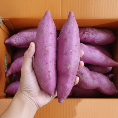 산들해 세척 해남 고구마 꿀고구마 특상, 1개, 10kg