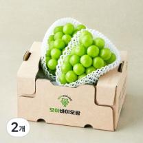 [로켓프레시] 모아바이오팜 당도선별 샤인머스캣